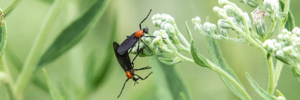 Lovebugs on Flowers