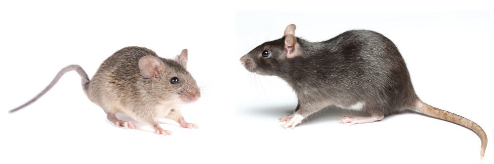 Mice and Roof Rat