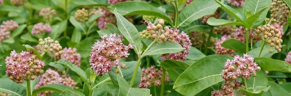 Milkweed