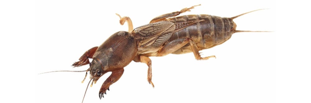 Mole Cricket