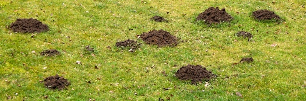 Mole Hills Mole Hills