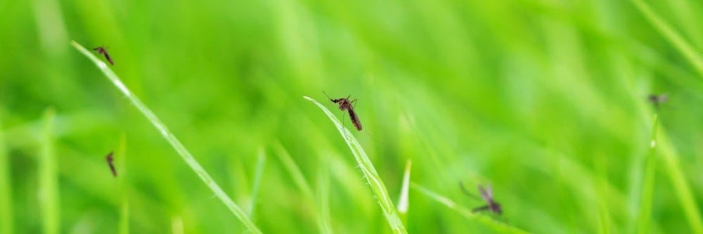 Mosquito in Tall Grass