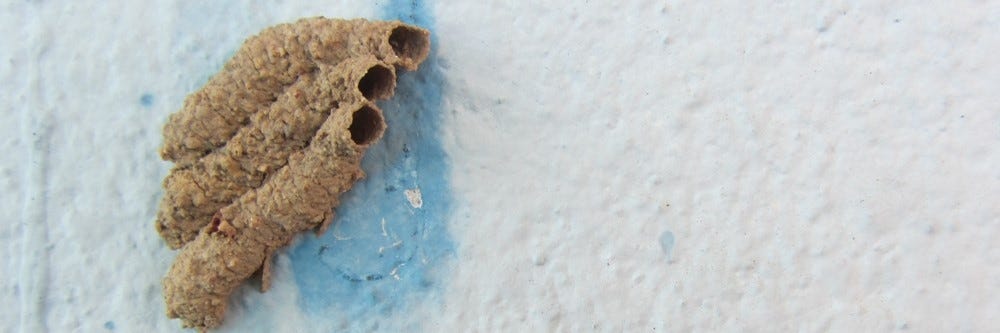 Mud Dauber Nest