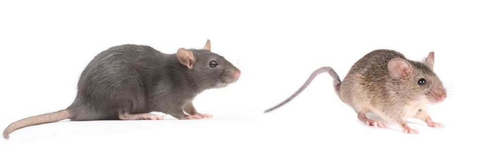 Norway Rat and Mice