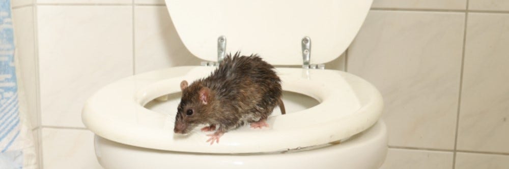 Norway Rat Coming Through Toilet