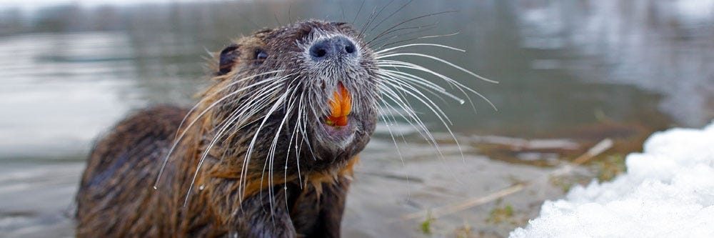 nutria identification how to get rid of nutrias