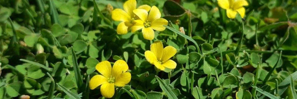 Oxalis Flowering