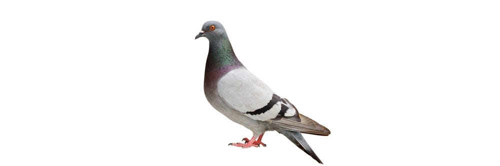 pigeon identification how to get rid of pigeons