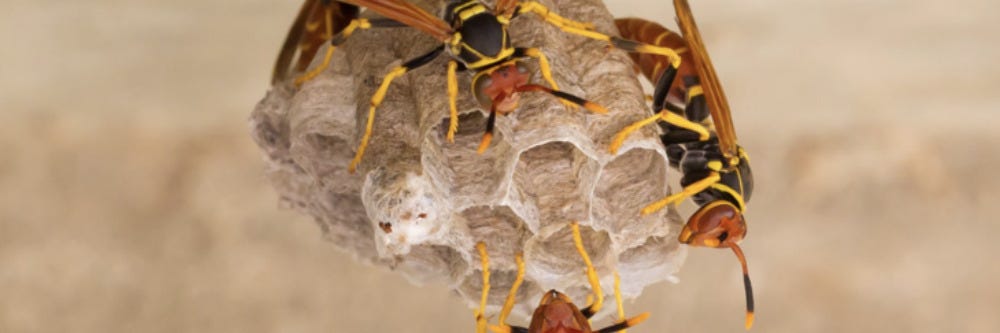 Paper Wasp Nest