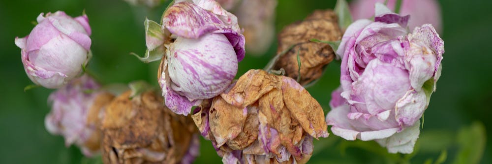 Petal Blight
