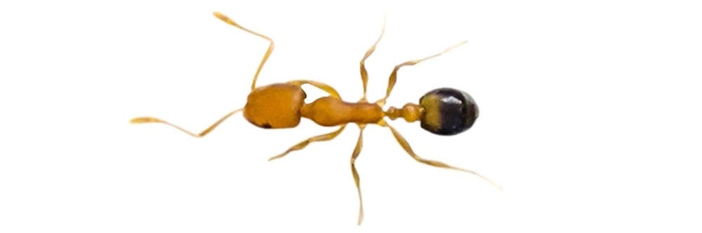 Pharaoh Ant
