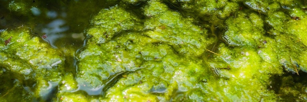 Pithophora Algae inspection on pond