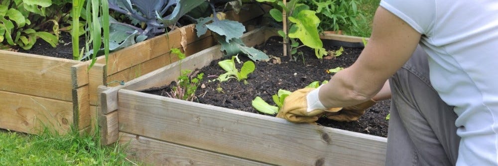 Planting Garden Planting Garden