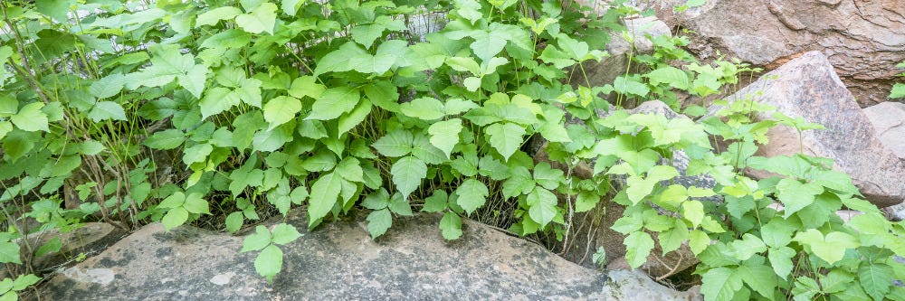 Poison Ivy