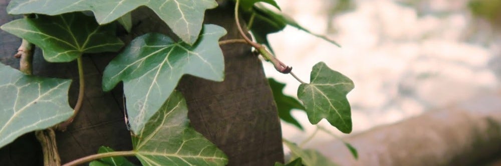 Poison Ivy on Tree