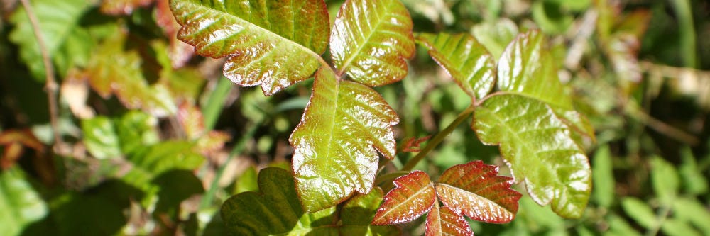 Poison Oak