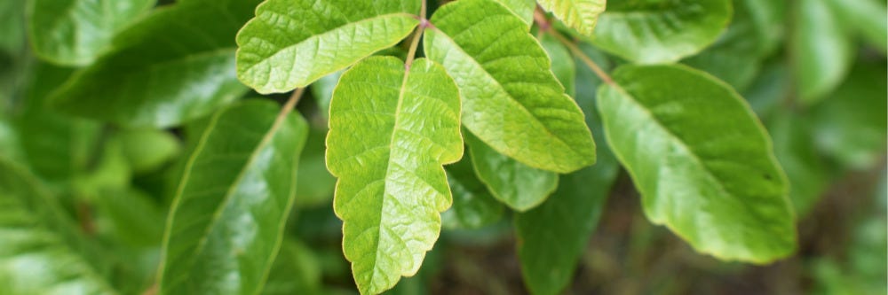 Poison Oak