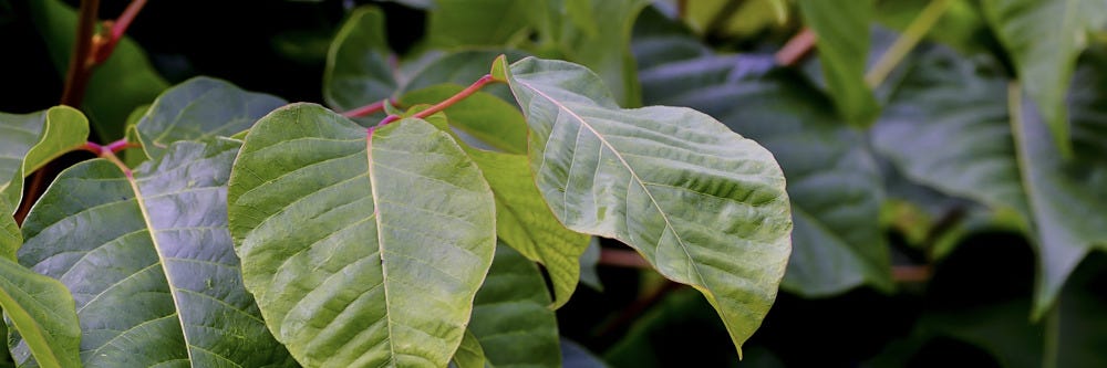 Poison Sumac