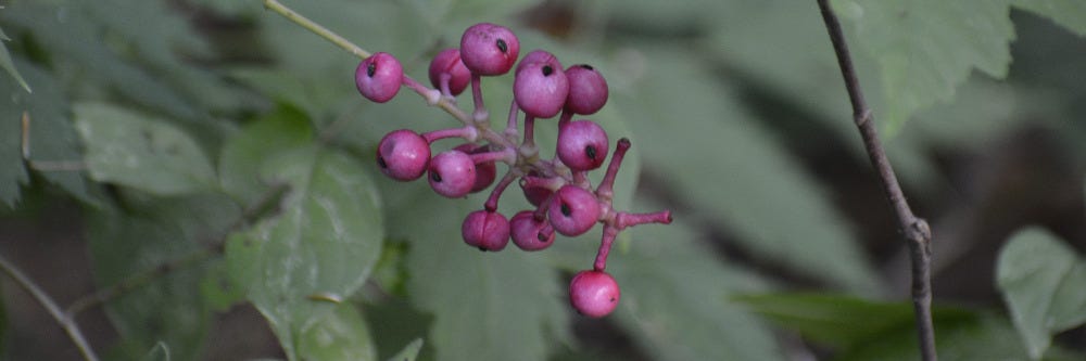 Poison Sumac Berries