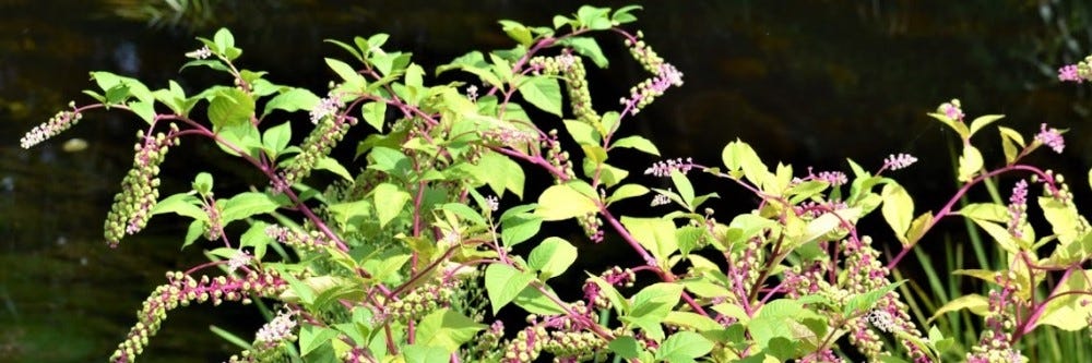 Pokeweed 