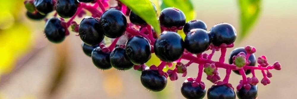 Pokeweed Berries