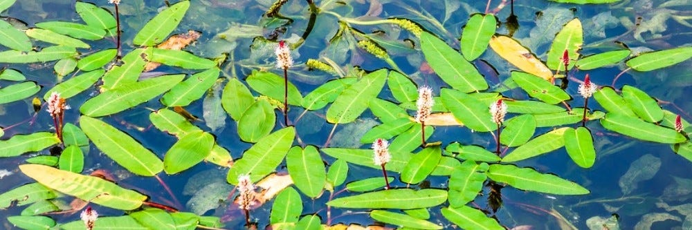 Pondweed