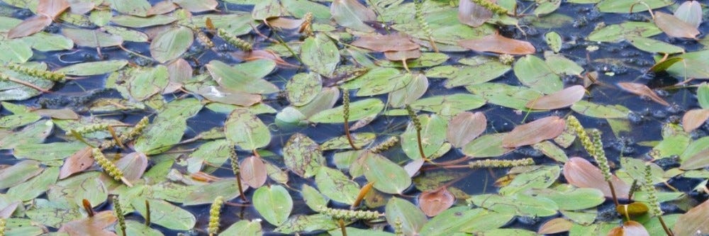Pondweed Water