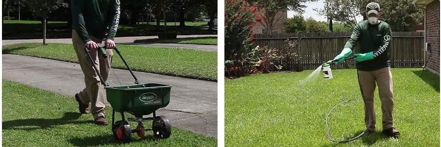 Fertilizing and watering the lawn to prevent Chicory