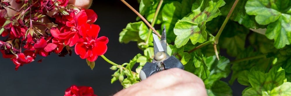 Pruning Overgrown Foliage