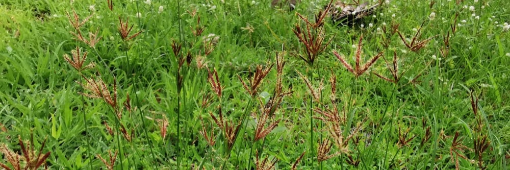 Purple Nutsedge