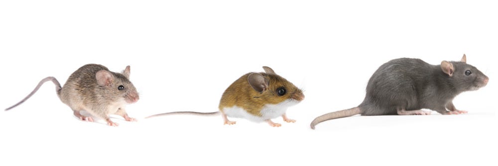 House Mice, Deer Mice, and Norway Rat