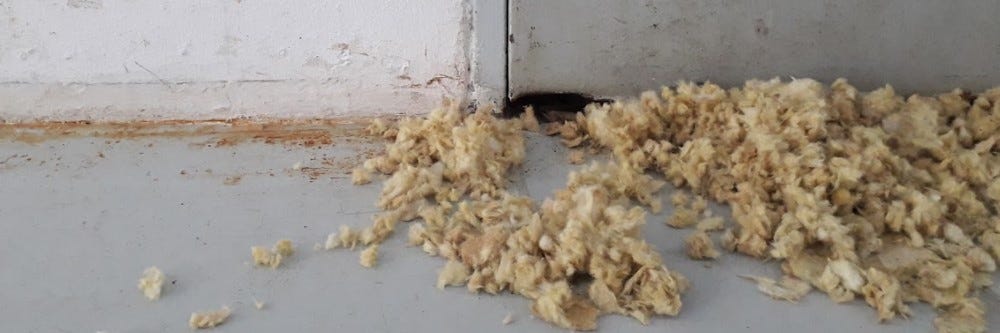 Rat Nest in Wall