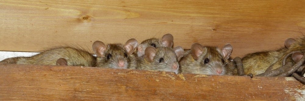 Rats in Attic