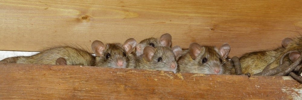Rats in Attic Rats in Attic