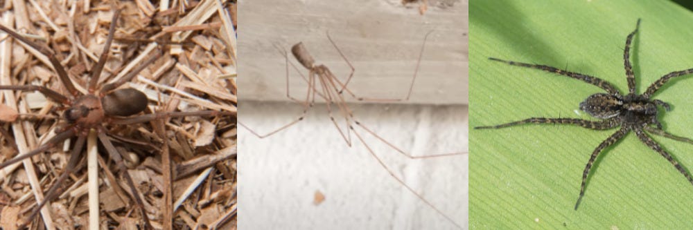 Brown Recluse, Cellar Spider, and Wolf Spider