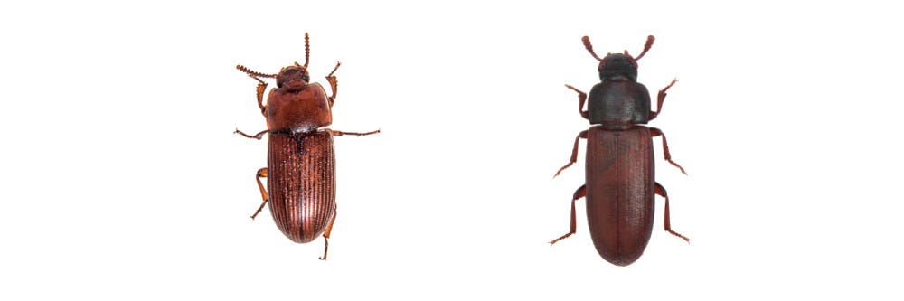 Red Flour Beetle and Confused Flour Beetle