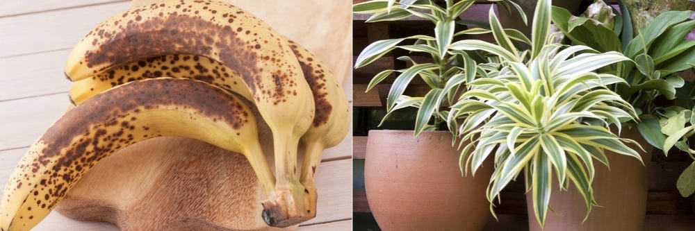 Rotten Fruit and Potted Plant Rotten Fruit and Potted Plant