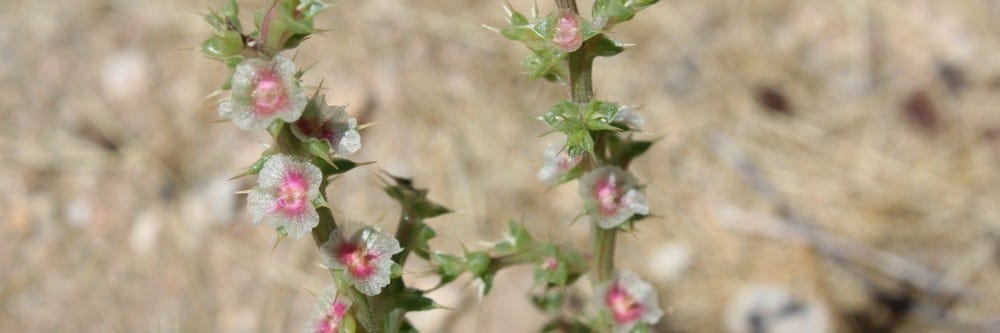 Russian Thistle