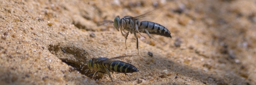 Sand Wasp Hole