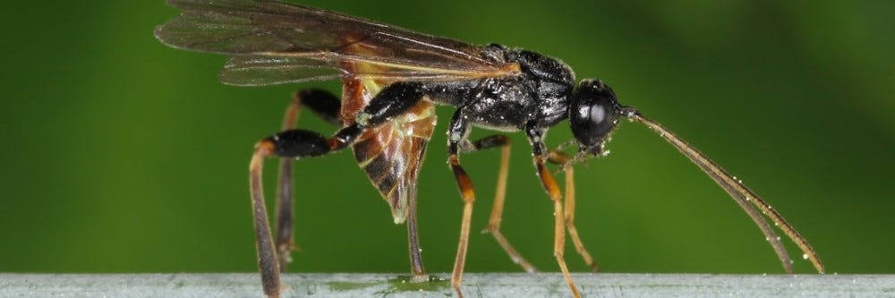 Sawfly Inserting Eggs into Plant