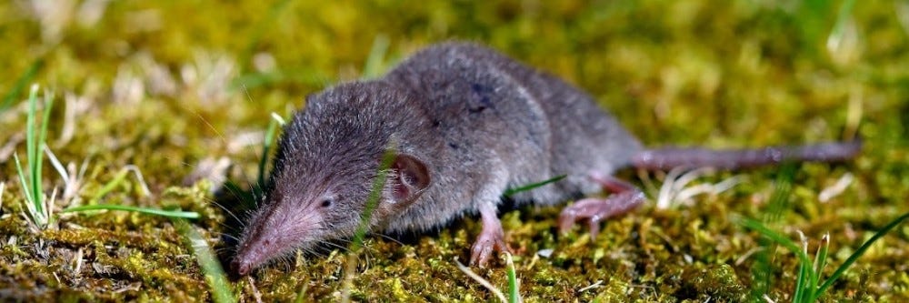Shrew Shrew