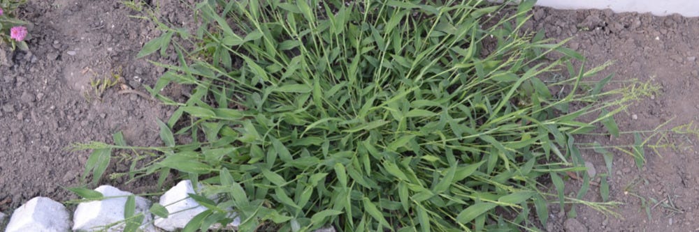 Signalgrass
