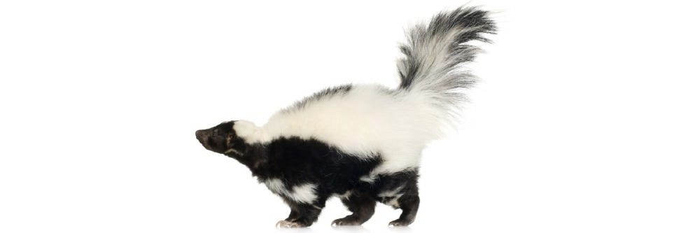 Skunk On A White Background