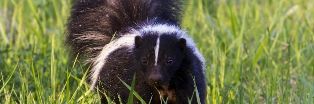 Skunk in Yard Skunk in Yard