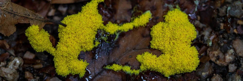 Slime Mold
