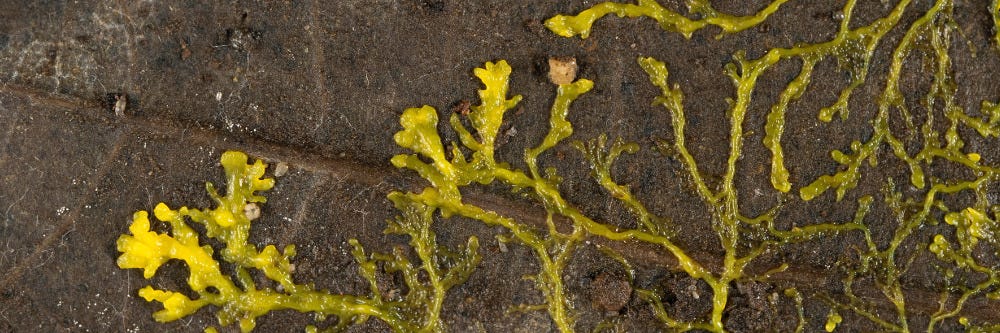 Slime Mold