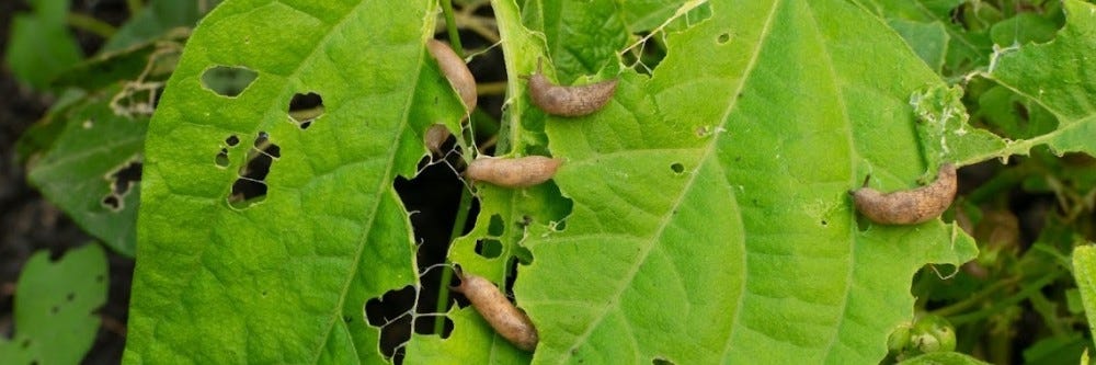 Slugs on Leaf