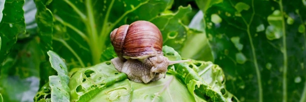 Snail Eating Plants