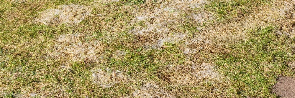 Snow Mold