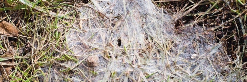 Snow Mold in Turf